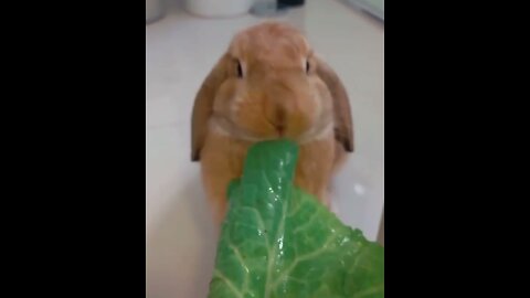 Videos of only cutest bunnies and guinea pigs on the internet