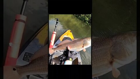 Redfish on CUTBAIT - FULL Fight #shorts #fishing #florida
