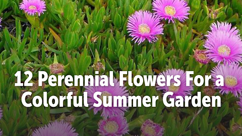 12 Perennial Flowers For a Colorful Summer Garden