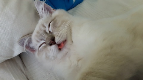 Cat sleeps with his tongue sticking out