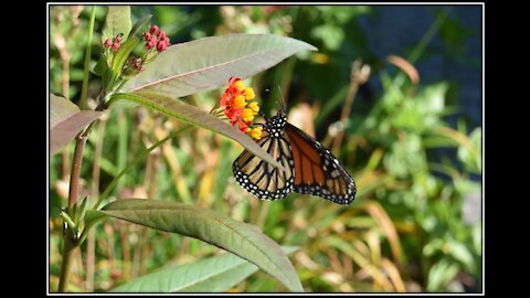 Monarch Butterfly Laying her eggs