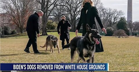 Biden's Dogs Are No Longer At White House After 'Biting Incident'