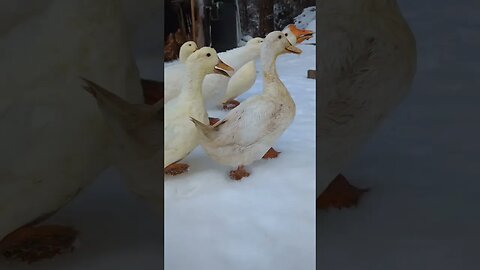 #goodmorning #farmlife #wintervibes #sundaymorning #chores #homestead #chickenmom #farmanimals