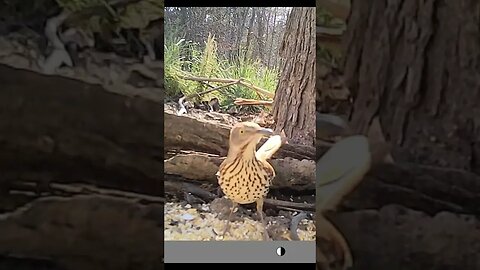2 Brown thrashes 🐦 showing 👀 off for you #cute #funny #animal #nature #wildlife #trailcam #farm