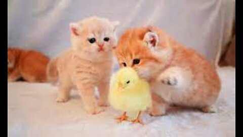 Kittens Playing with a Tiny Chicken: You Won't Believe What Happens Next!