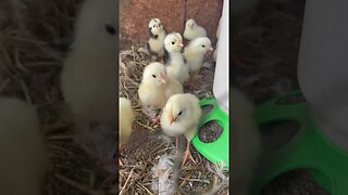 New baby chicks hatched on the farm. ￼