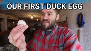 At Last! Our First Silver Appleyard Duck Egg | New Bedding for Sheep | Farmvlog