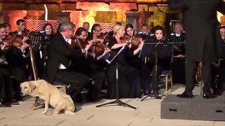 Video: Dog crashes orchestra performance in "the cutest moment in classical music"