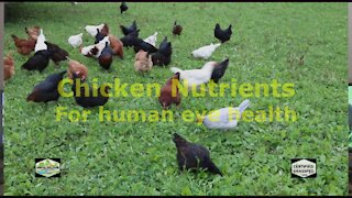 Chicken nutrients for human eye health