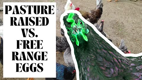 Egg Labels EXPLAINED | Pasture Raised Vs. Free Range Eggs