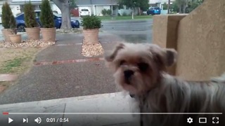 Puppy saw hail for the first time, reaction! 子犬が初めてひょうと遭遇！