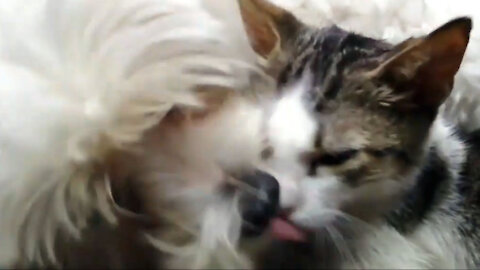 sweet dog gives cat tongue bath