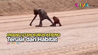 MIRIS! Orang Utan Kelaparan Buntut Proyek Kutai Timur?