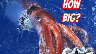 How Big Is A Giant squids?