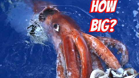 How Big Is A Giant squids?