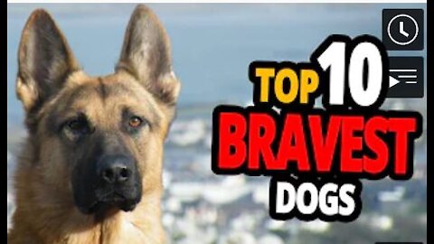 TOP 10 Bravest Dog Breeds