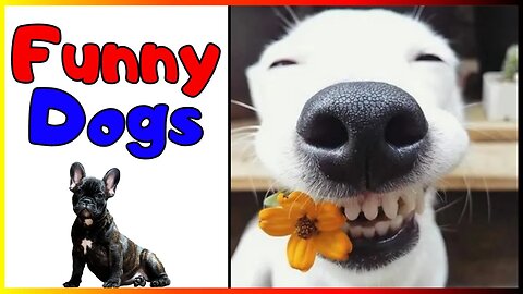 Funny Dogs & Cute Puppies 🐶 Hilarious Canines - Dog Memes - Silly Pets #5