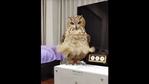 Owl looks like wearing skirt~~