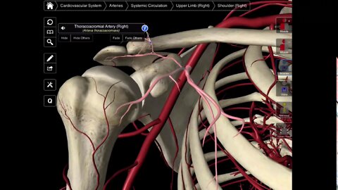 099 The Branches Of The Axillary Artery