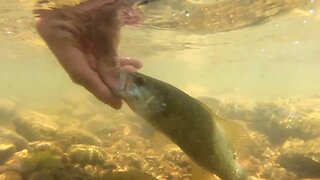 catching a small smallmouth in tennessee