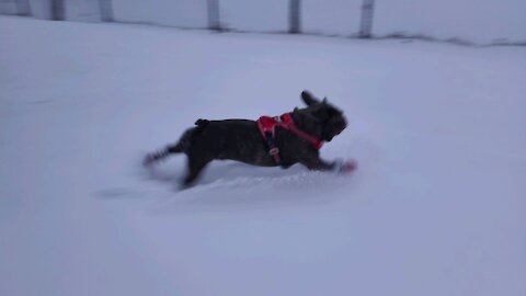 Frenchie loving the snow