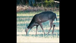 Deer in a field