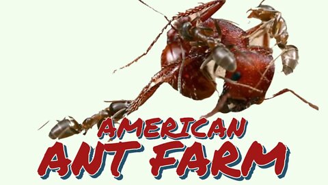Divided States of Embarrassment: American Ant Farm