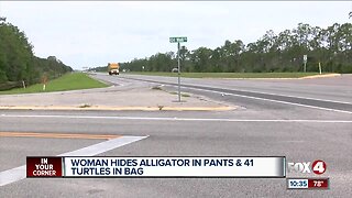 Alligator pulled from yoga pants after traffic stop in Florida