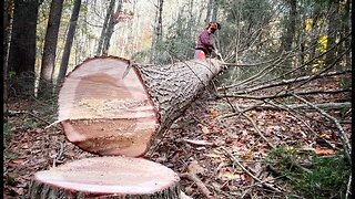 #37 Harvesting HEMLOCKS