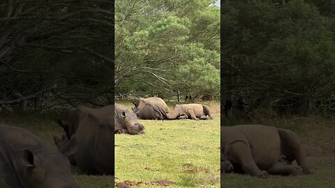 Mother Rhino Sits On Baby’s Horn #shorts #short #fyp #foryou #rhino #wildlife