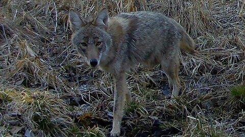 Coyote, Turkey, and Deer...March 26 - April 7