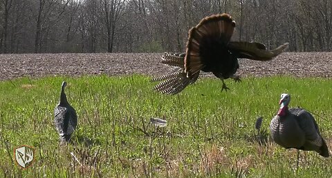 50 Gobblers in 5 Minutes! (ULTIMATE Turkey Hunting Compilation)