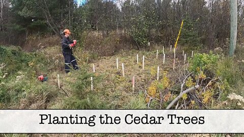 Planting the Cedar Trees