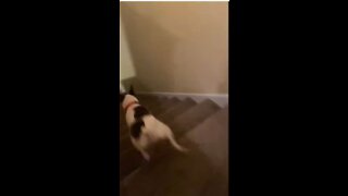 Princess flies down the stairs