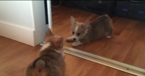 Puppy Dog Gets Scared In The Mirror