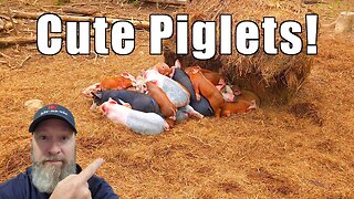 Pig Update - Lots of Piglets @UncleTimsFarm