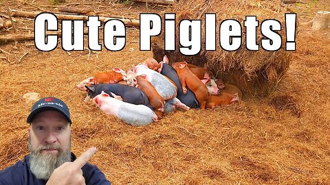 Pig Update - Lots of Piglets @UncleTimsFarm