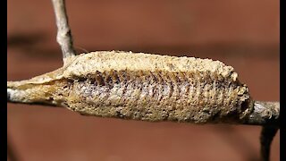 Praying Mantis Laying Eggs - Time Lapse!