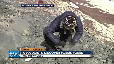 UW-Milwaukee geologists discover Antarctic fossil forest