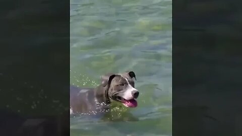 Dog Swimming in the Lake #dogswimming #dogplaying #petdogs