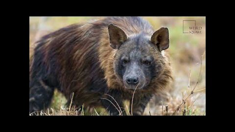 interesting fact about brown hyena