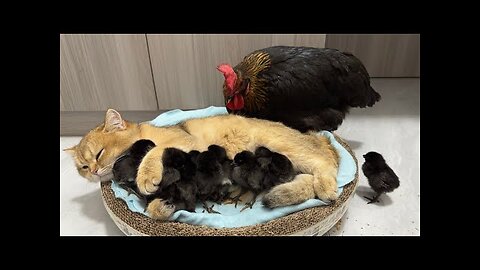 The hen was surprised!Kittens know how to take care of chicks better than hens.Cute andinteresting😊