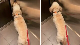 Dog waits with eager anticipation to get off the elevator