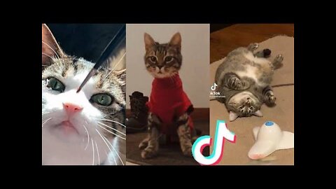 Funny Animal Videos 2022 😂 - Best Dogs And Cats Videos 😺😍