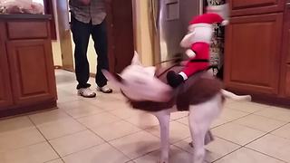 "Santa Claus Rides Bucking Bronco Dog"