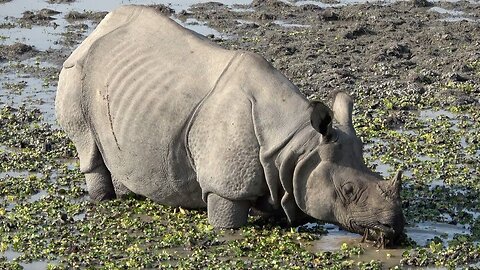 Greater one-horned Rhinoceros - a short video