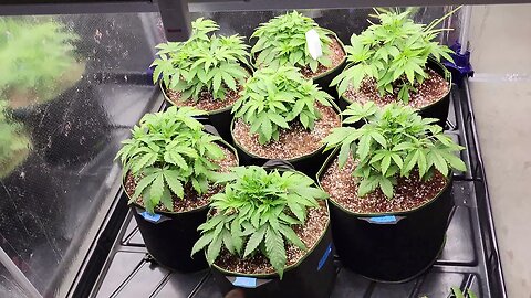 Grow Journal Day 14 Veg - Final 7 Gal smart pot Transplant - Purple Punch & Bruce Banner