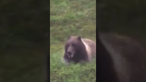 TERRIFYING GRIZZLY, charging towards tourist #nature #wildlife