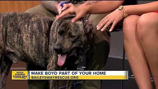 Rescues in Action: Boyd