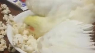 Cockatiel Loves Popcorn So Much She Bathes In It
